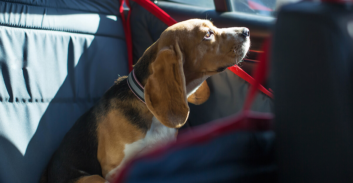 beagle dog in back seat of car