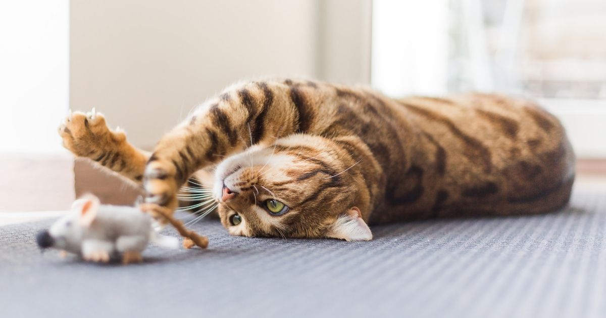 tabby cat playing with toy