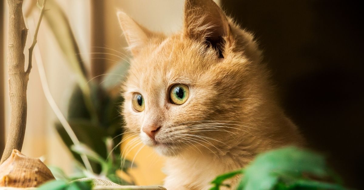 ginger cat sitting with house plants