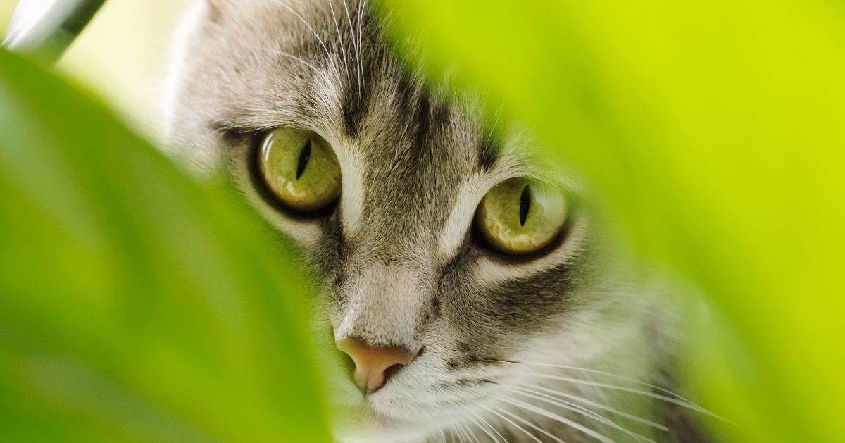 cats eys looking between house plant leaves