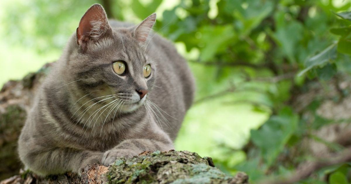 cat sitting outside in tree