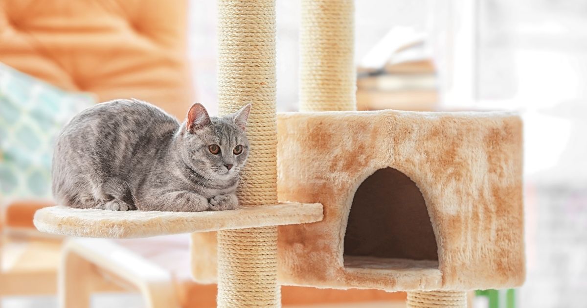 grey cat sitting on climbing tower