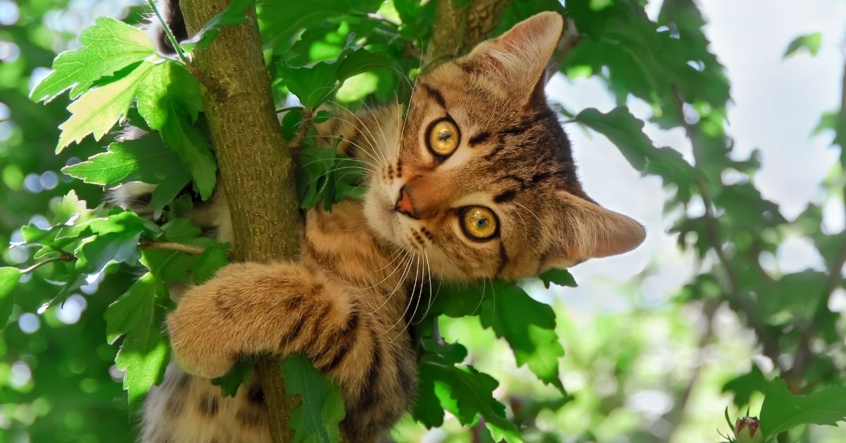 cat climbing tree