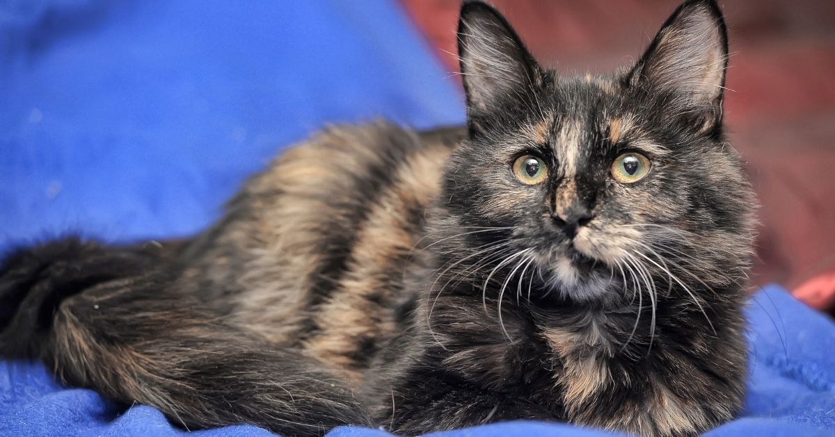 fluffy tortoiseshell cat