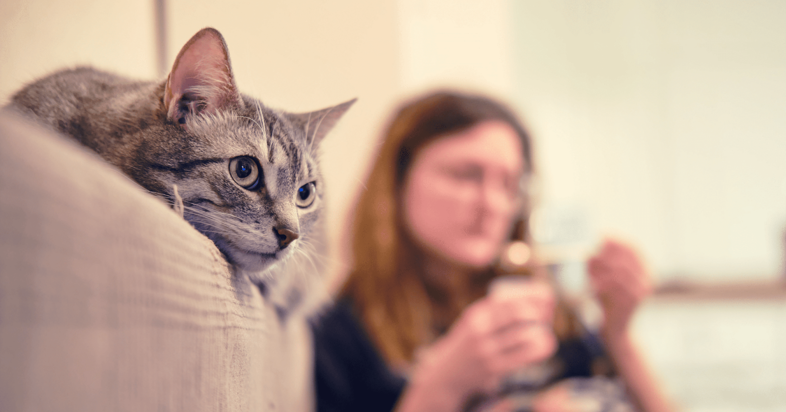 Alert cat on sofa with owner