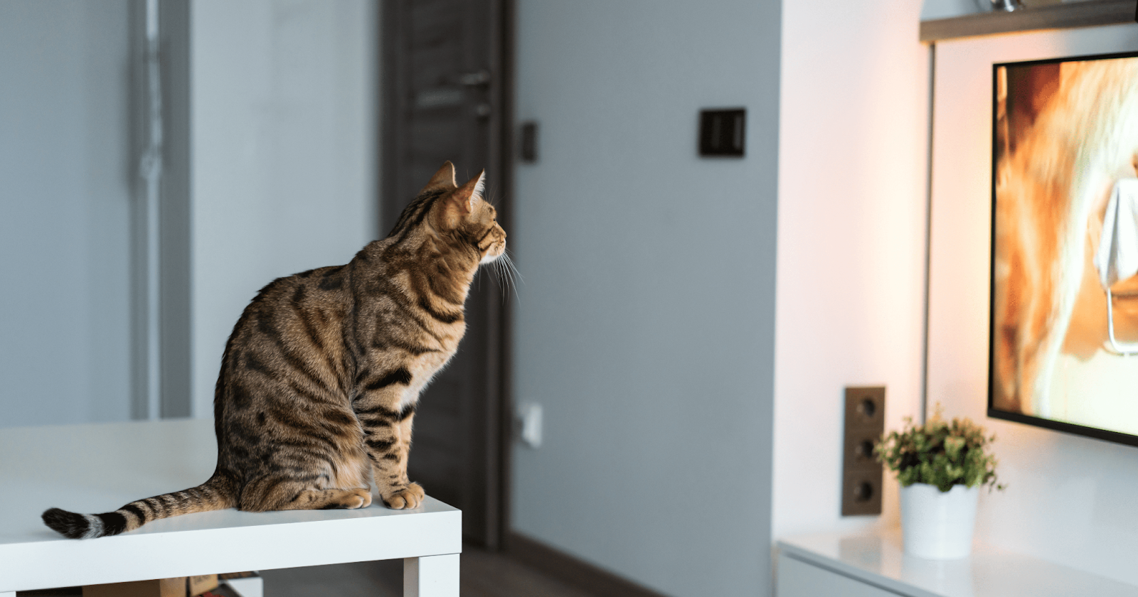 Tabby cat watching TV