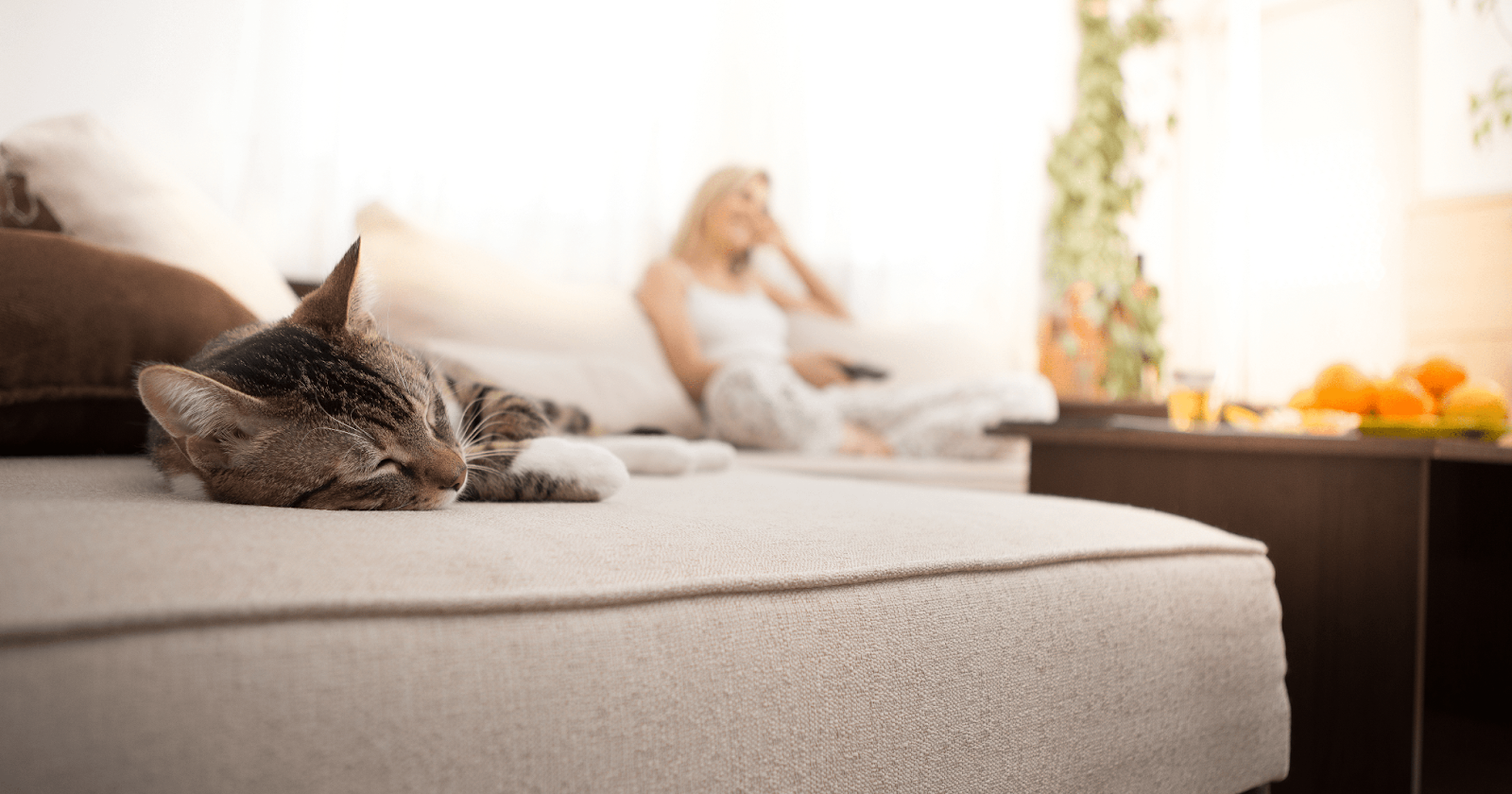 sleepy cat on sofa