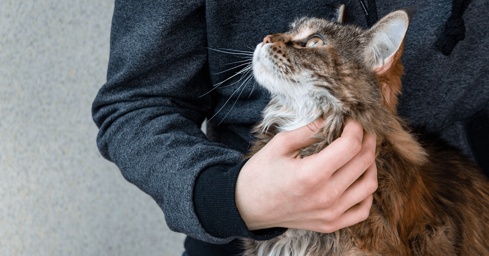 tabby maine coon cat with owner