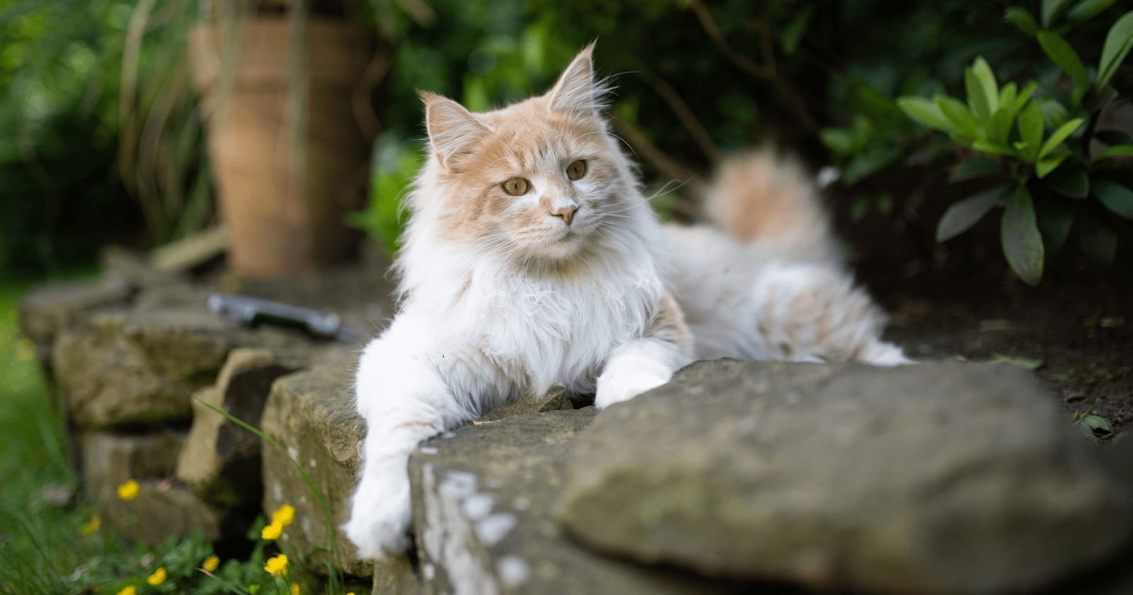 Ginger and white maine coon outside