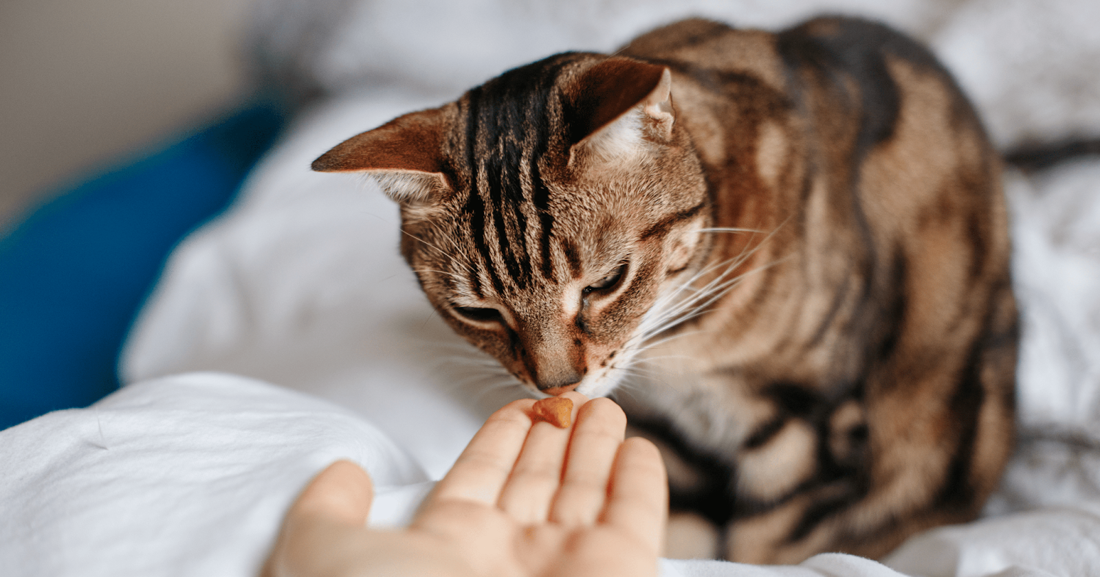 cat taking treat from owners hand
