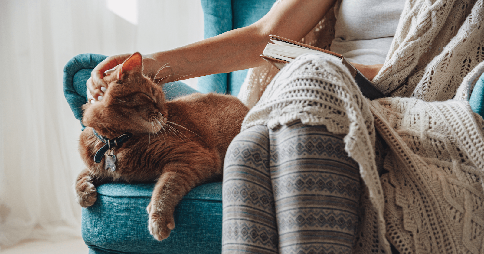 ginger cat on sofa with owner