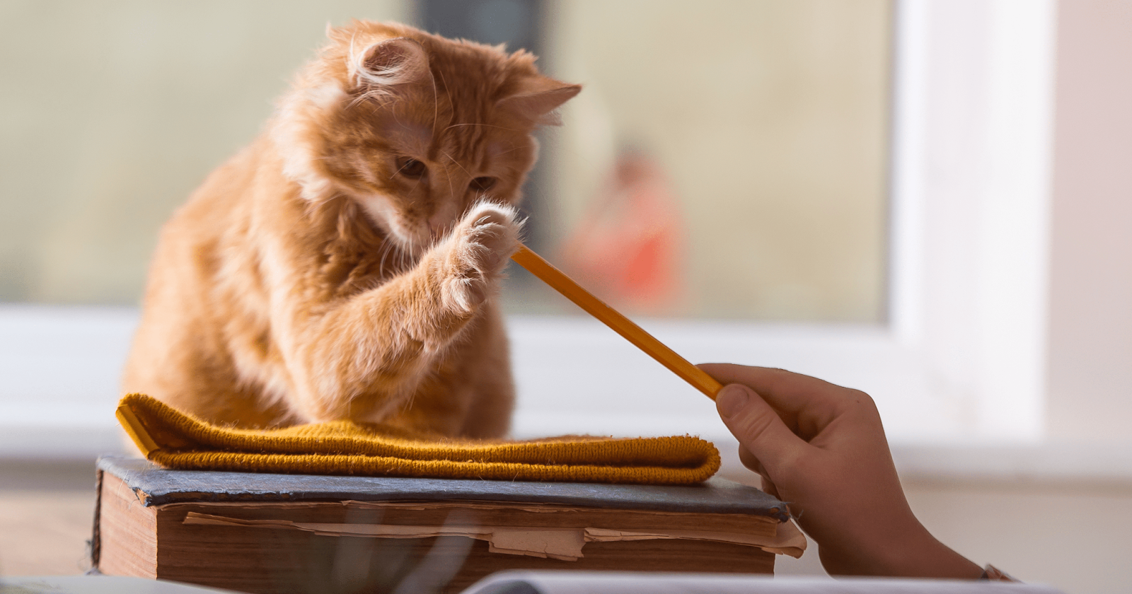 ginger cat playing with child and pencil