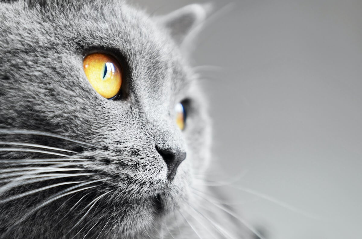 grey cat with long whiskers