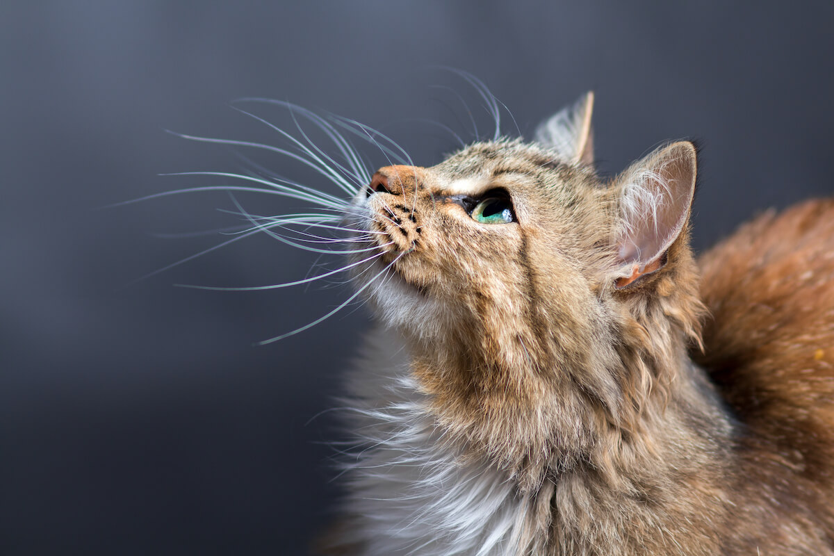 cat with long hair and whiskers