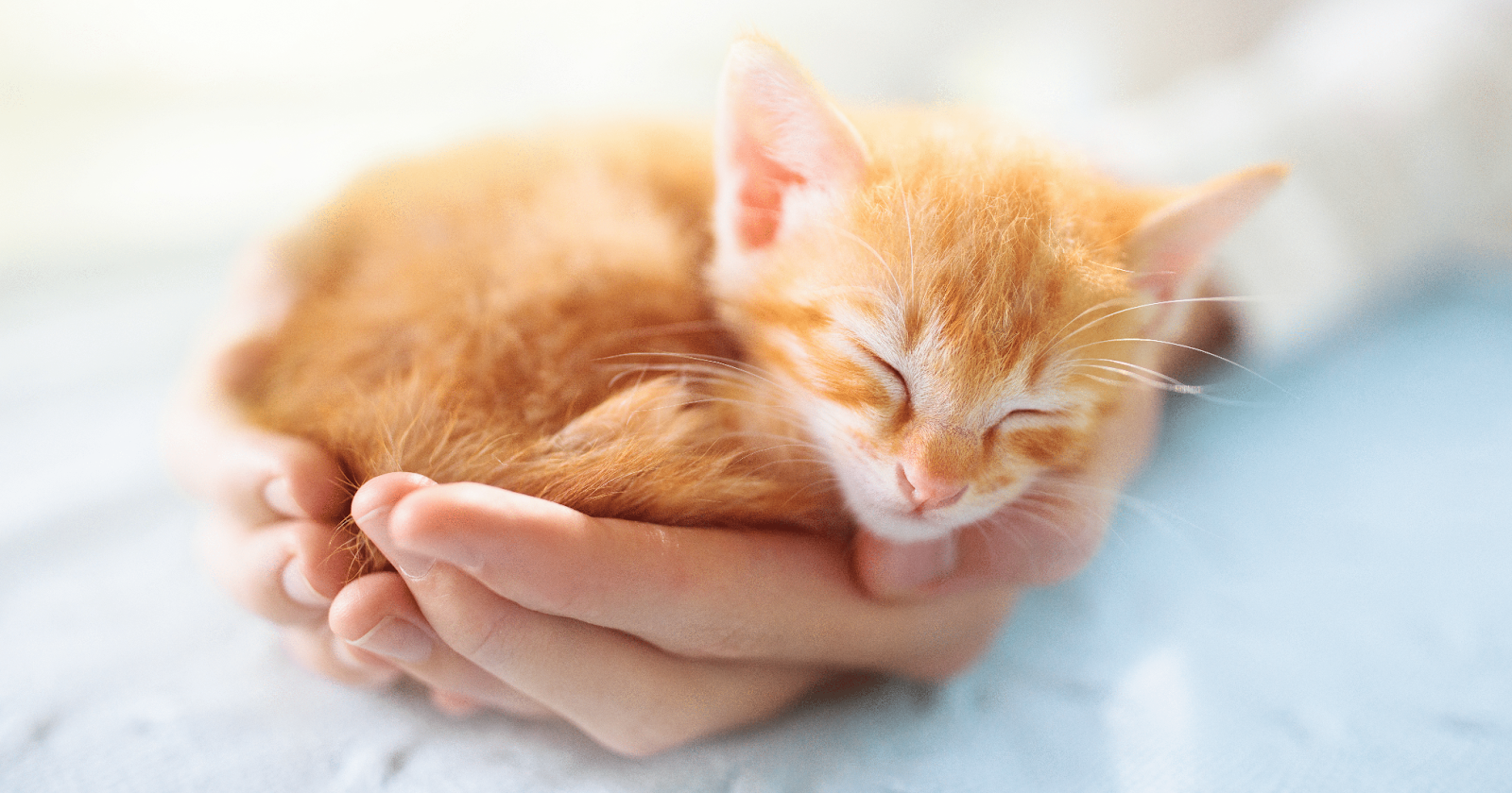 tiny ginger kitten asleep in palm of hand