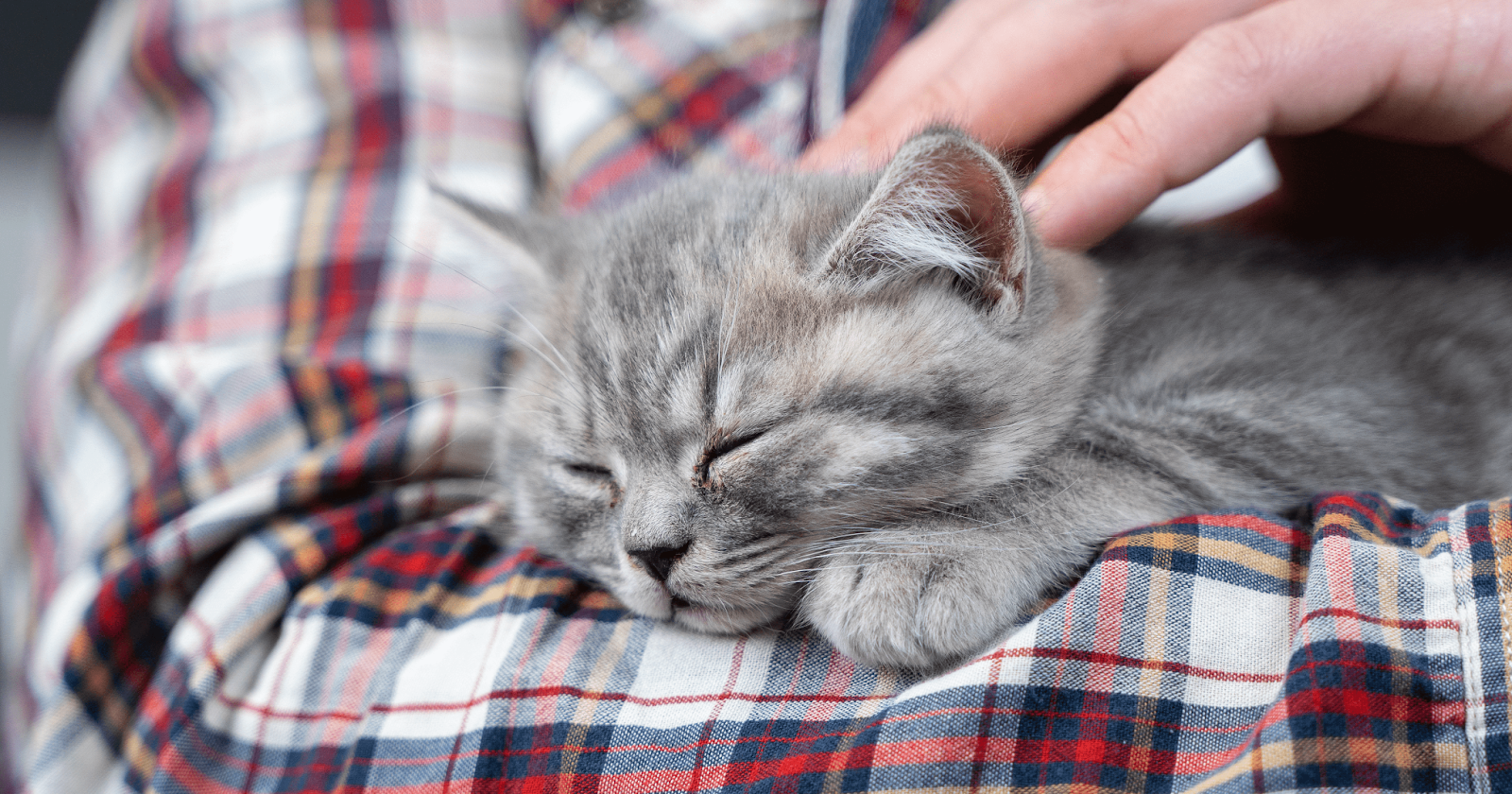 grey kitten in owners arms