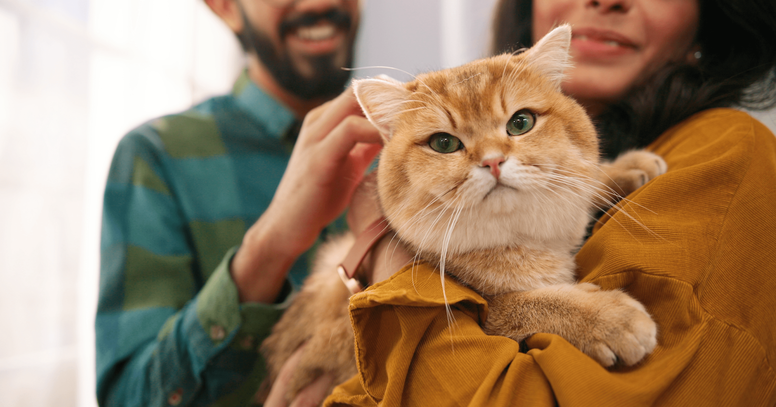 ginger cat in owners arms