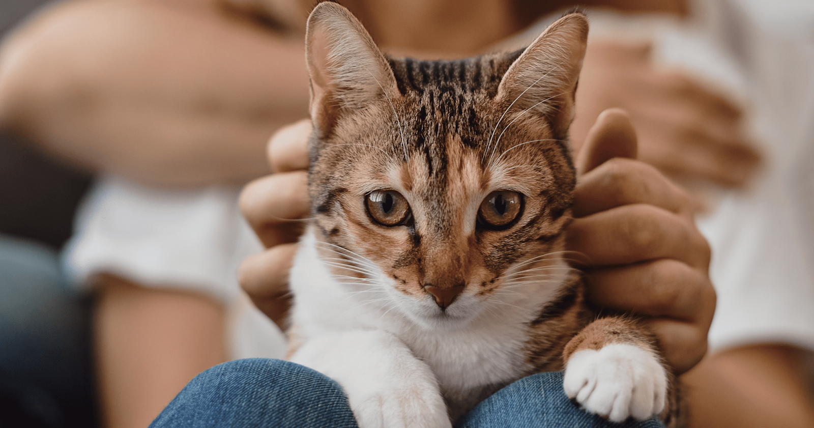 beautiful cat sat on owners lap