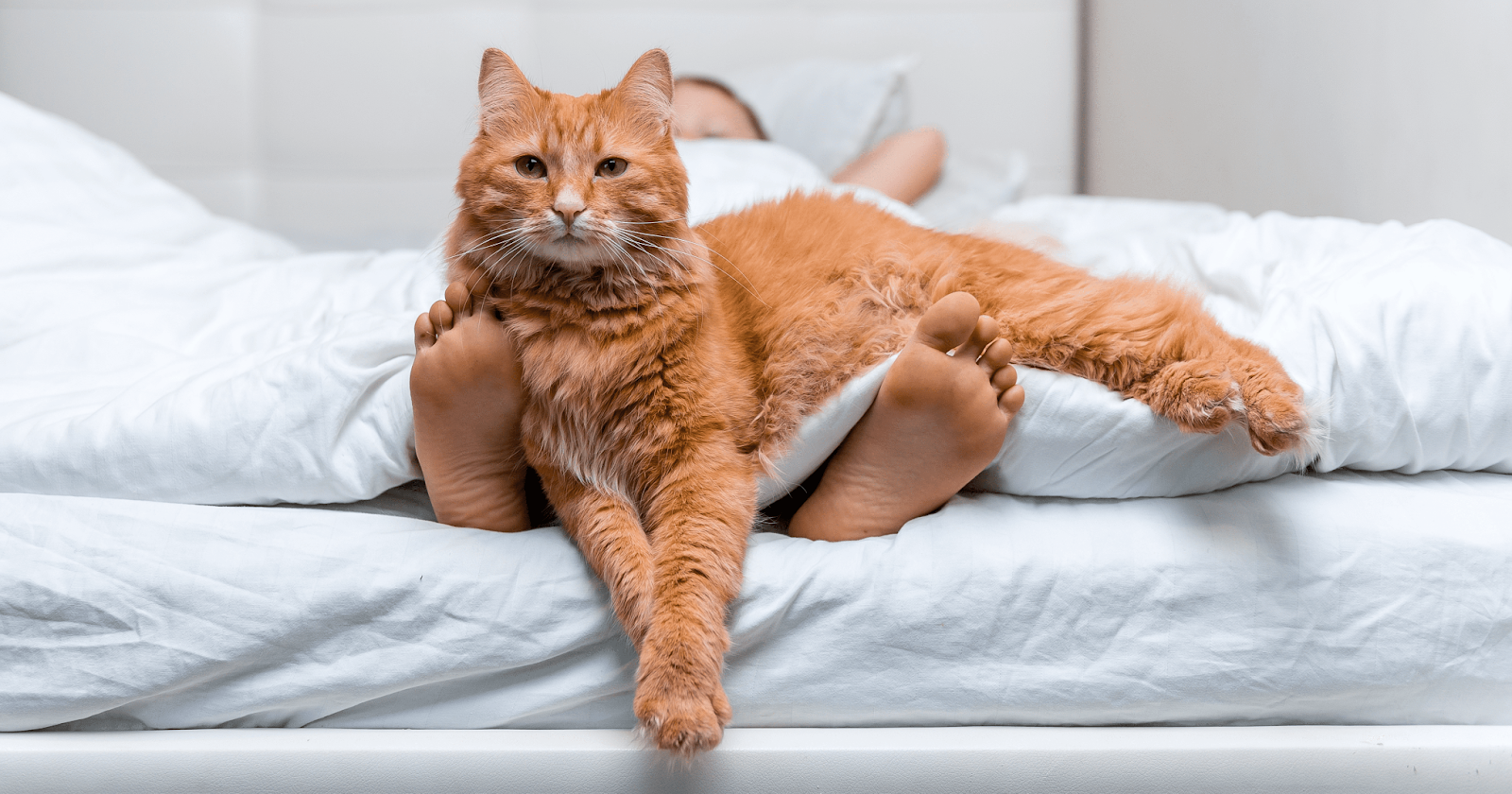 ginger cat on owners legs in bed