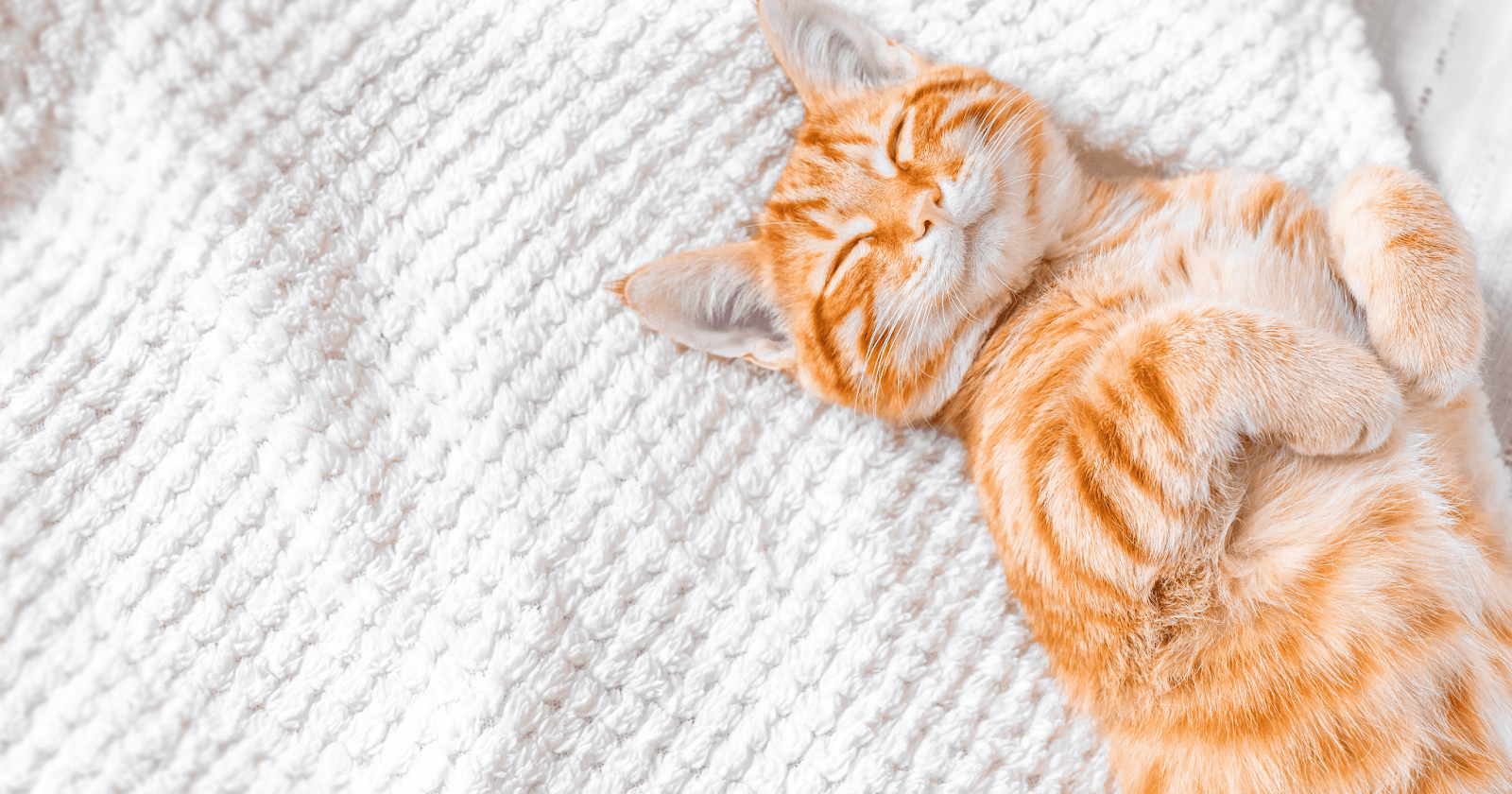 happy ginger cat on white bed sheet