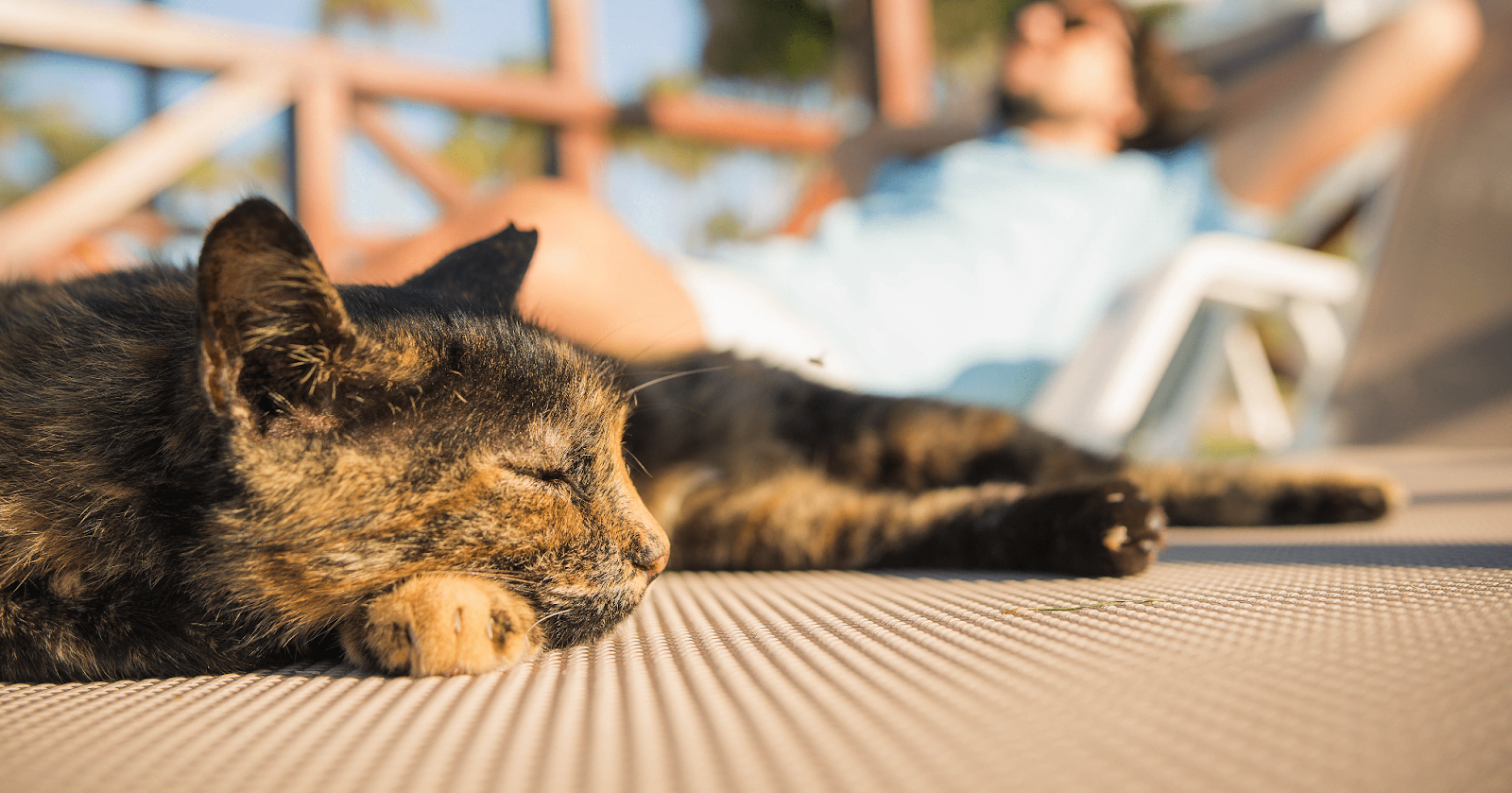 cat lying outside on decking