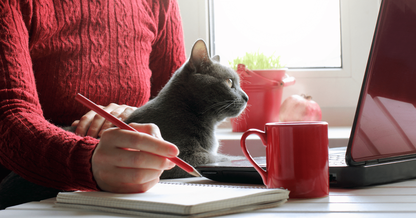 cat sat on laptop with owner 