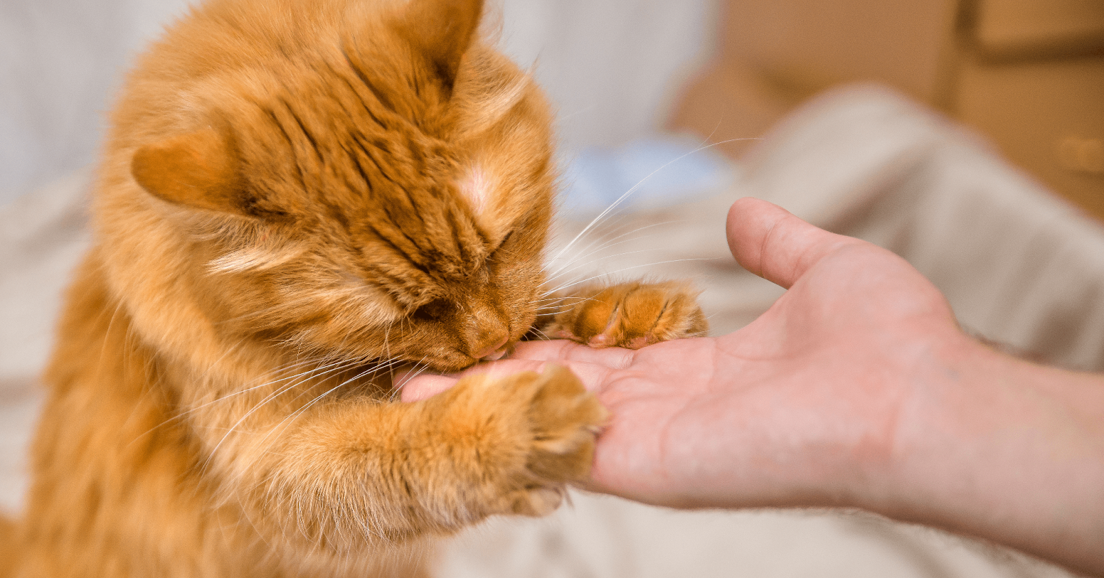 ginger cat licking human hand