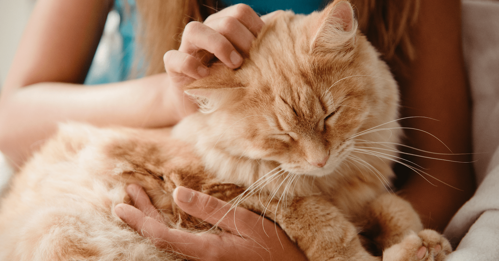 ginger cat enjoying a head rub from woman