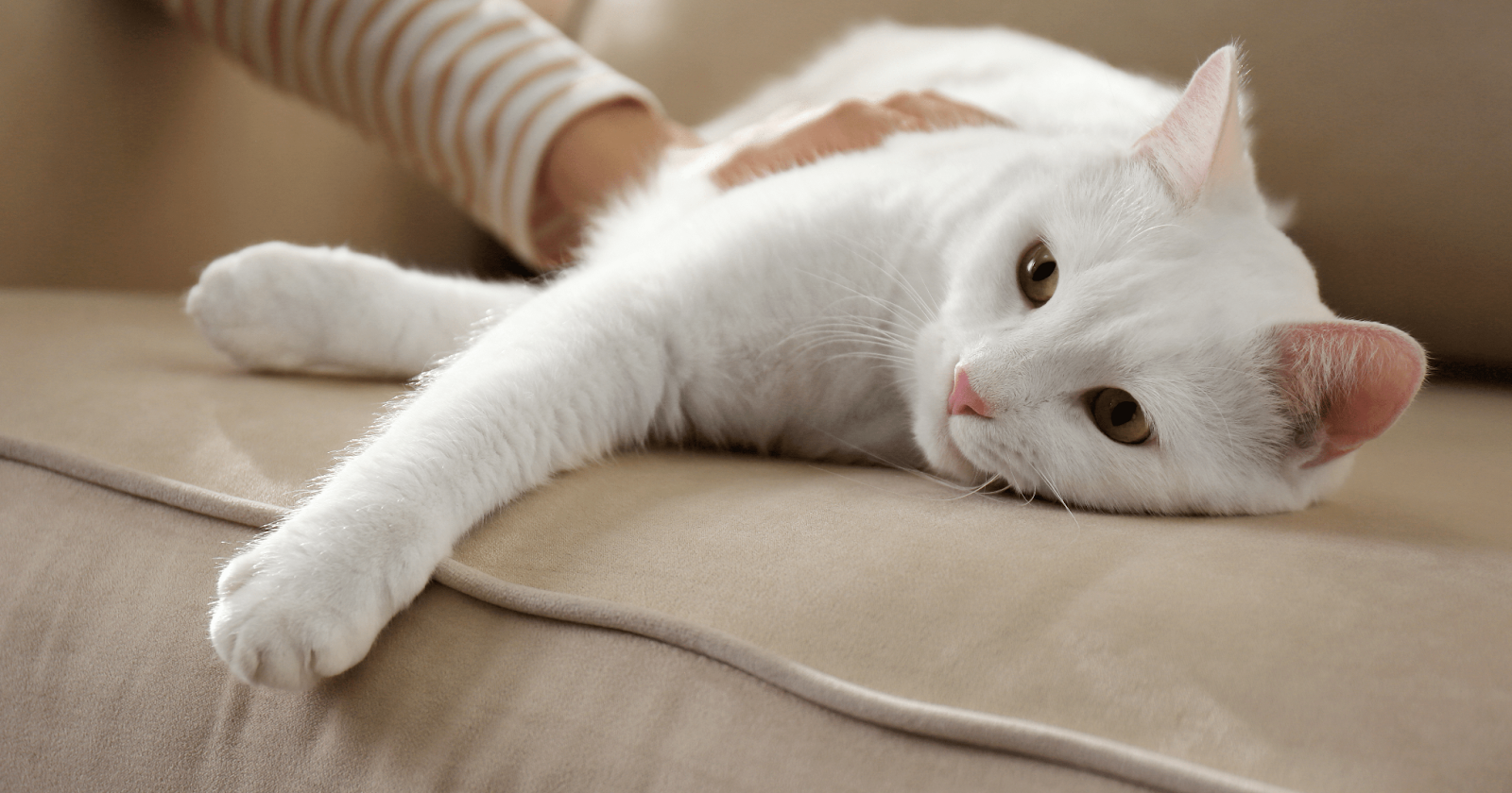 white cat lying on sofa