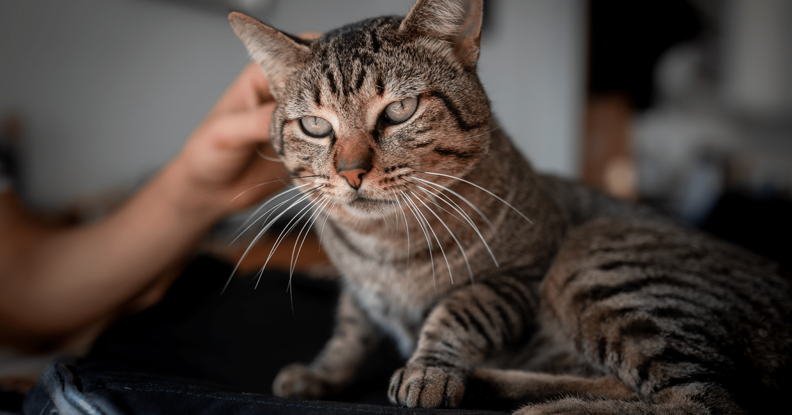 tabby enjoying chin stroke