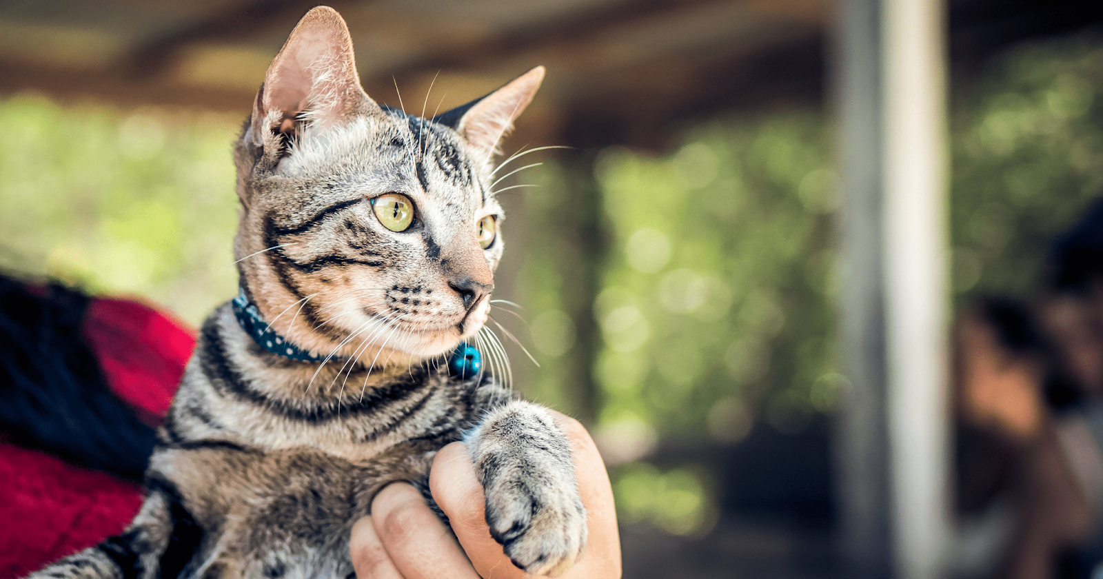 tabby cat in owners arms