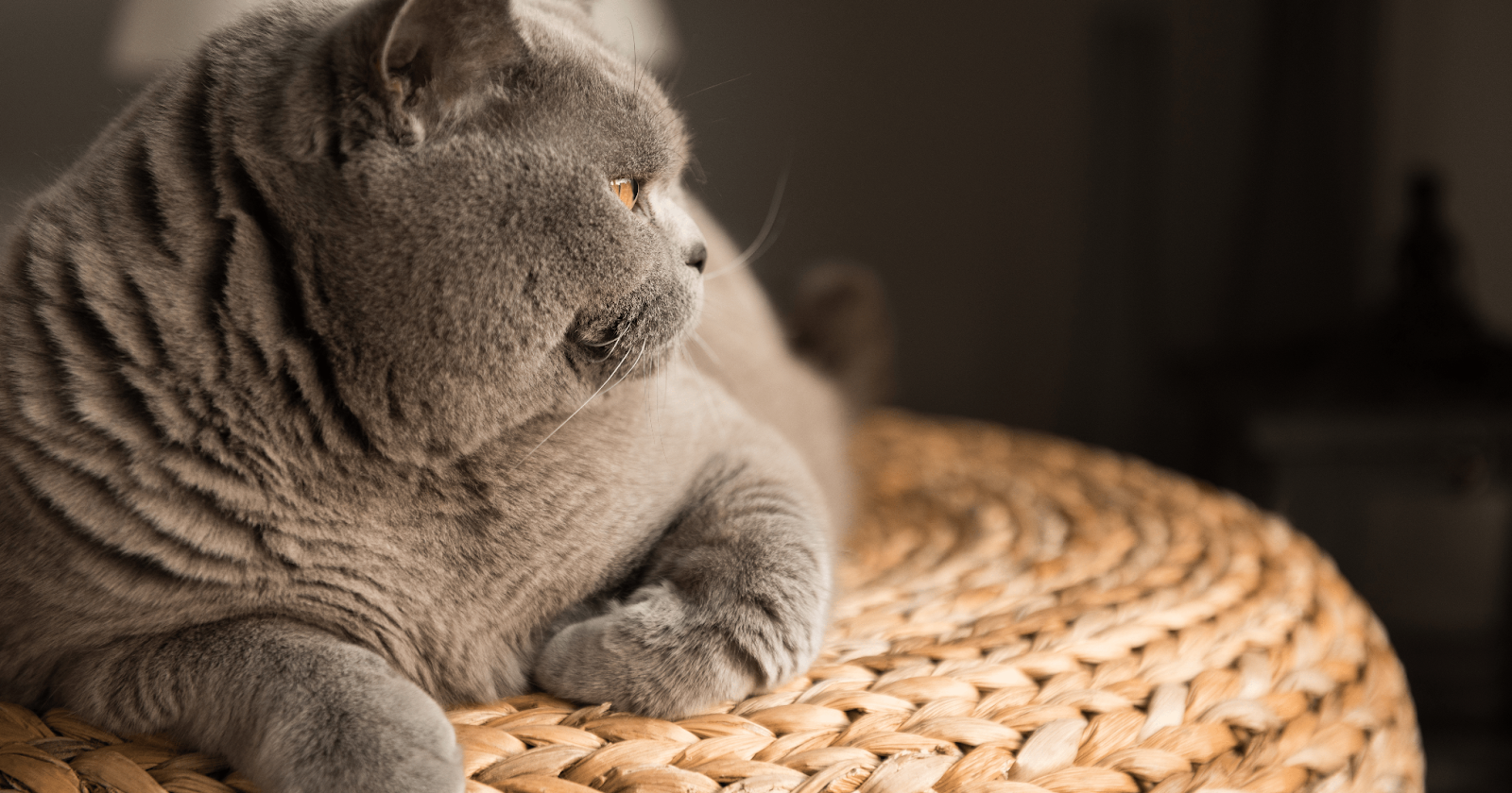 grey cat sat on wicker basket