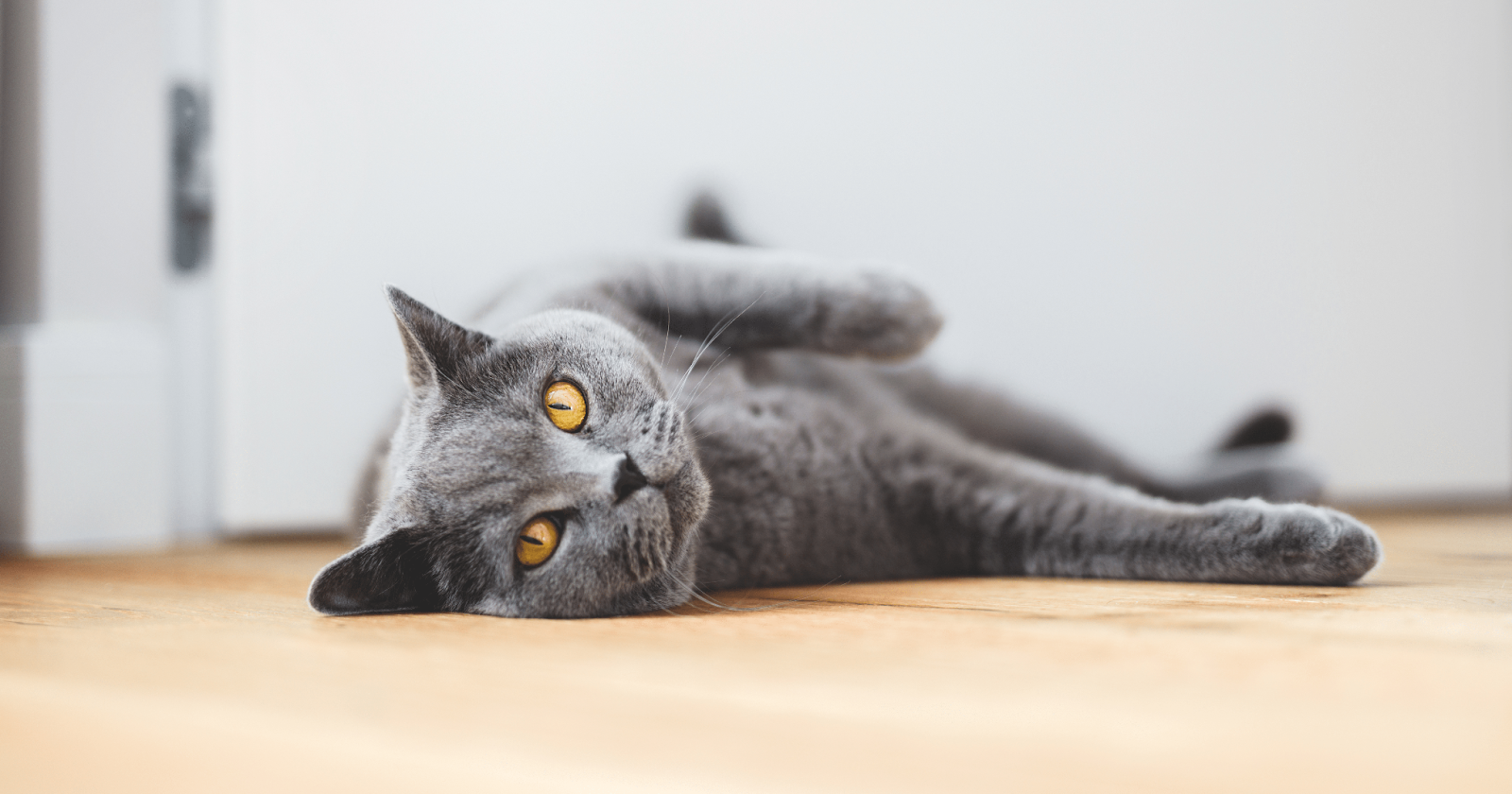 beautiful grey cat with gold eyes