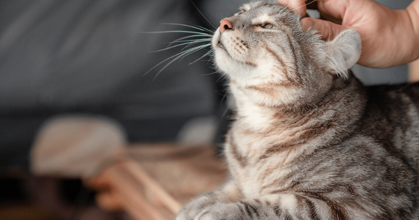 cat enjoying head scratch