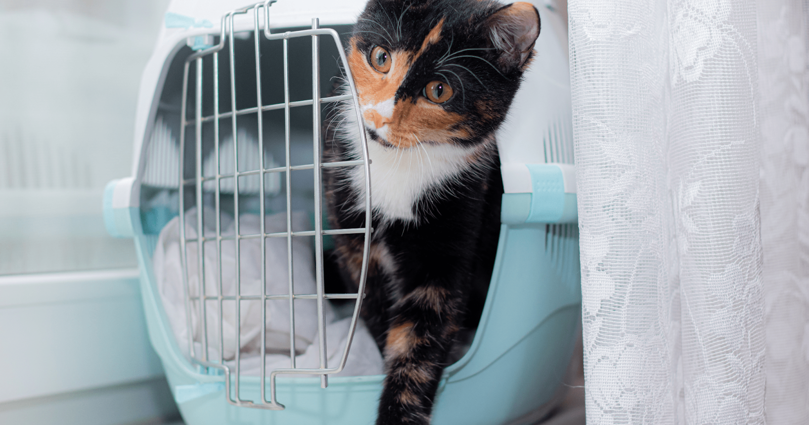 cat stepping out of blue cat carrier