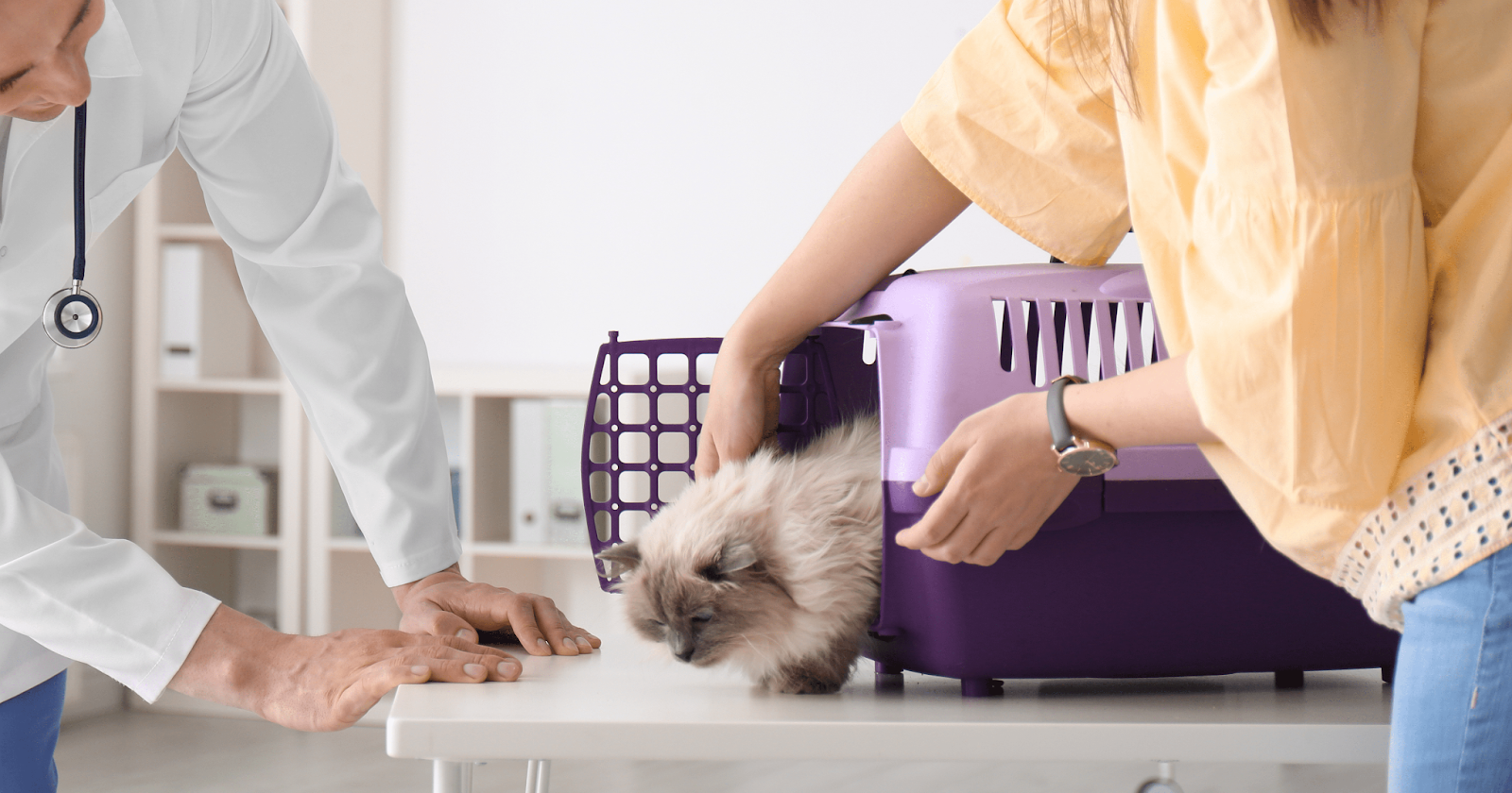 cat coming out of carrier at the vets