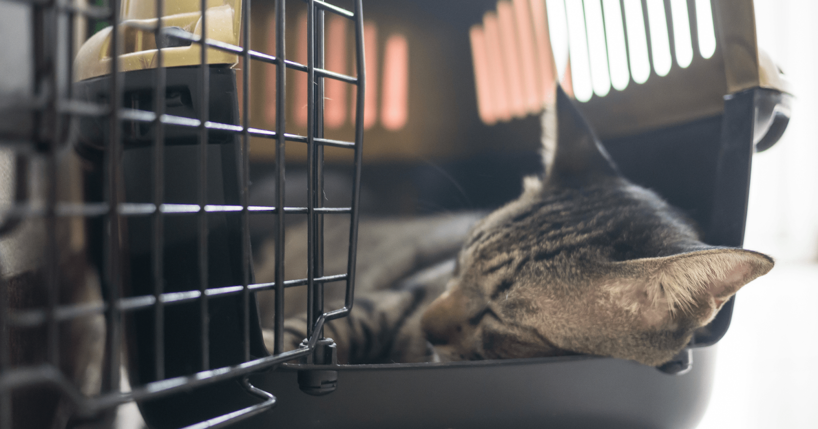 tabby cat asleep in carrier