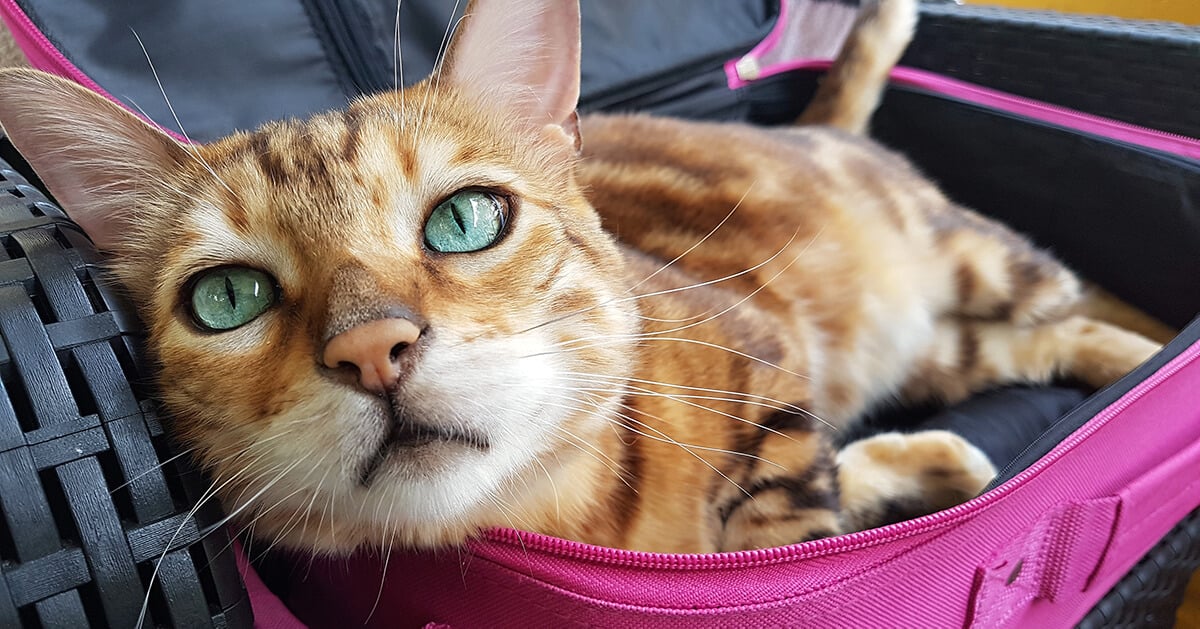 cat in pink carrier basket