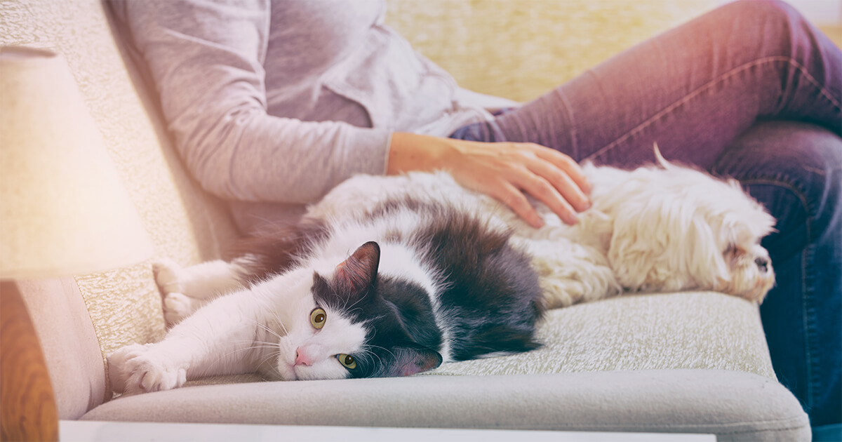 cat and dog resting on a sofa together