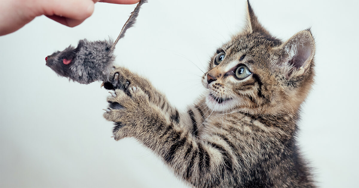 kitten playing with mouse toy