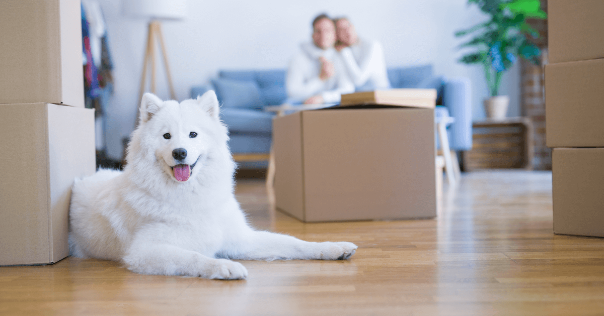 dog lying down on floor with packing boxes