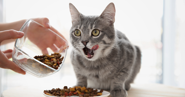 grey cat with food licking lips