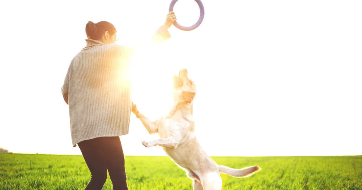 Frau spielt mit Hund auf Wiese