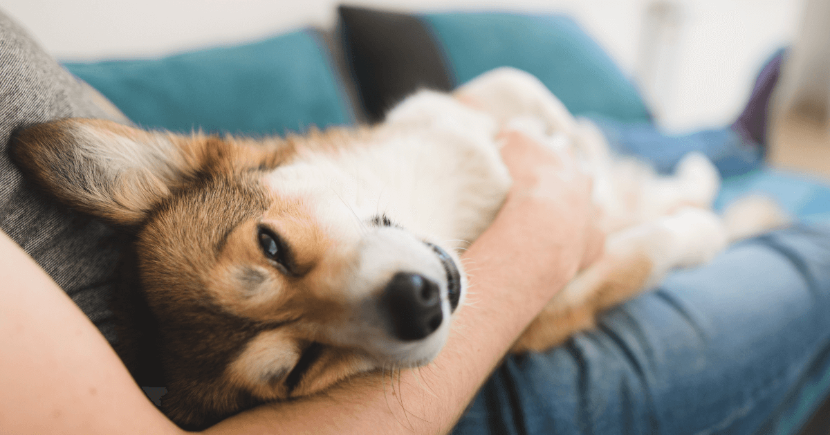 happy dog in owners lap