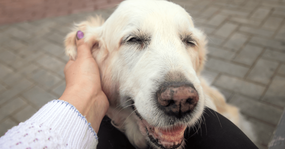 Dem Hund die Wahl lassen - ein wichtiges Konzept beim Hundetraining