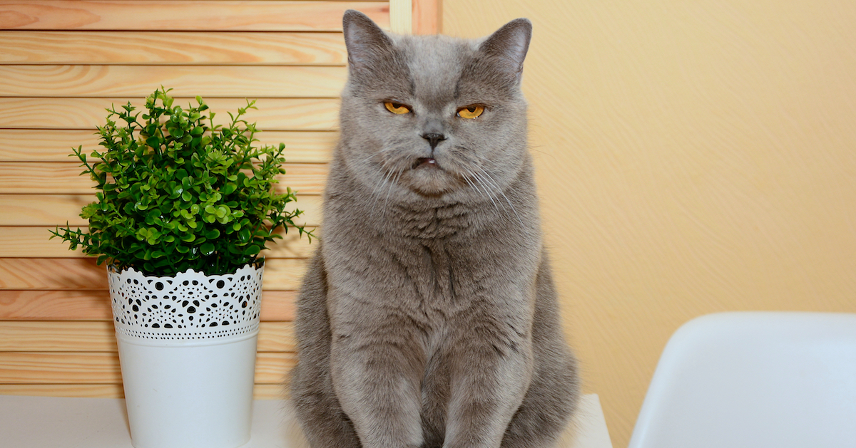 grey cat sat in slow blink