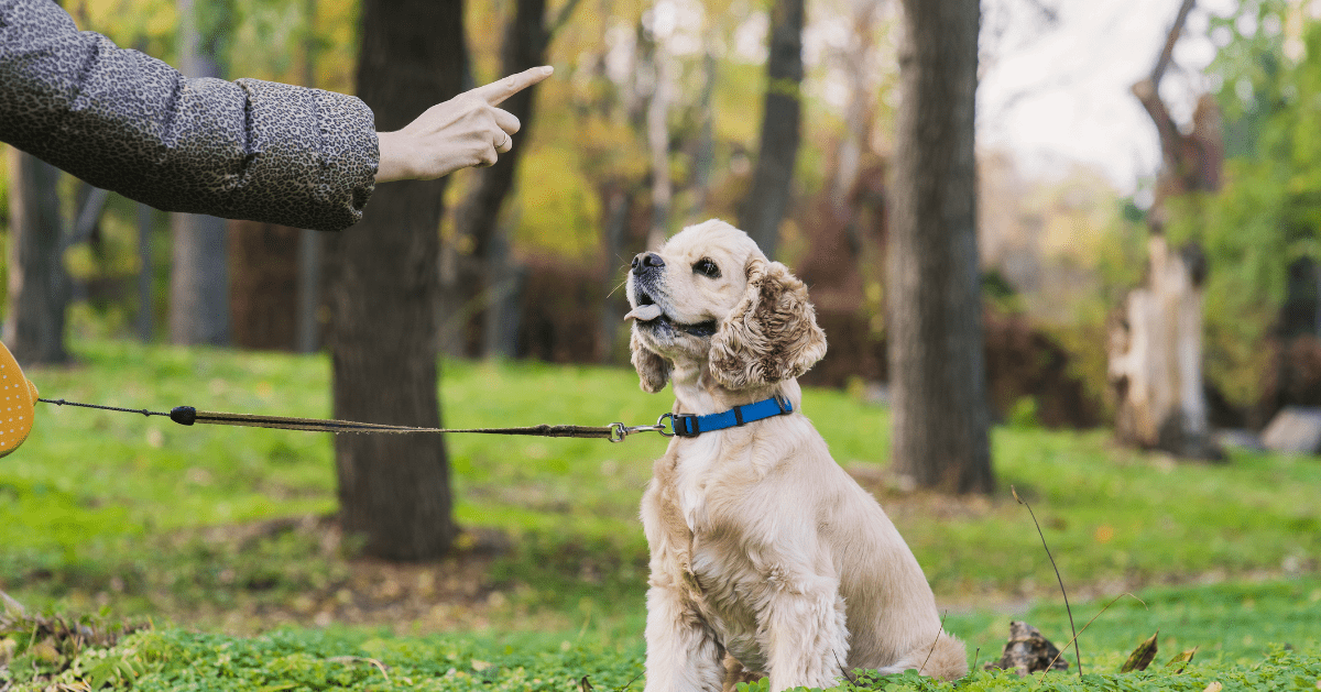 happy cocker spaniel in training