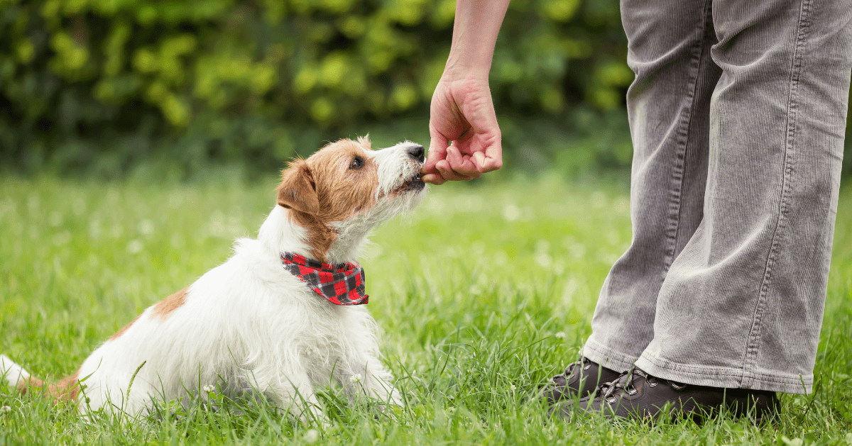 small terrier dog in training