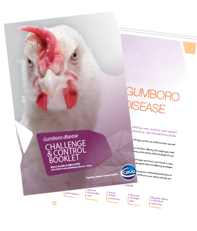 IBD_Vignette-684x800-Booklet Hubspot