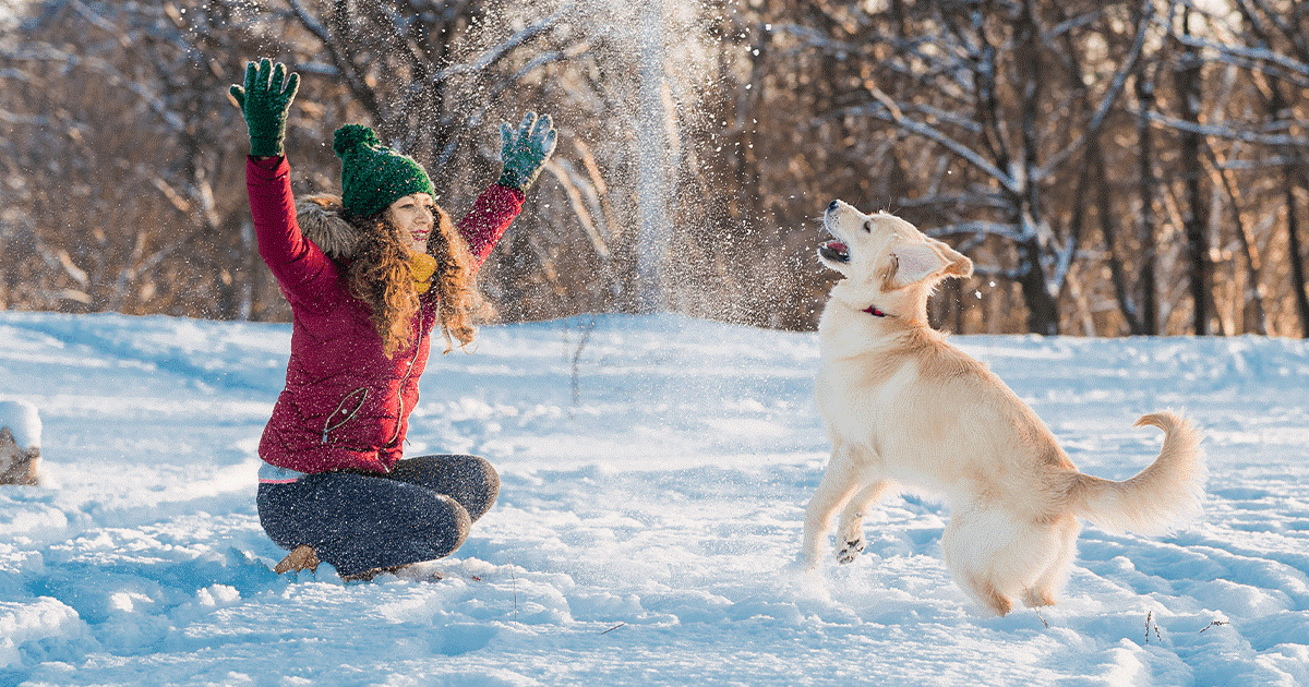 Il comportamento del cane durante il Natale